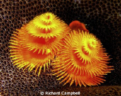 unfolded color..Sealife DC1000 by Richard Campbell 